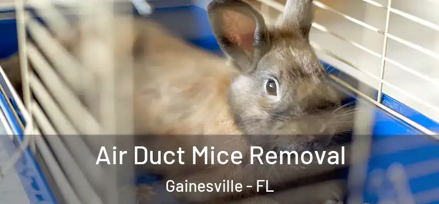 Air Duct Mice Removal Gainesville - FL